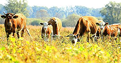 Qu'Est-Ce Que L'Agriculture Durable?