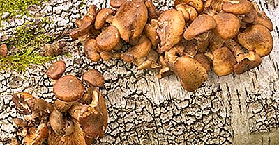 Wat Is Uniek Aan De Armillaria Ostoyae?