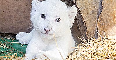 ¿Qué Es El León Blanco Y Dónde Se Encuentran Los Leones Blancos?
