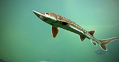 ¿Cuál Es El Animal Vivo Más Antiguo Del Mundo?