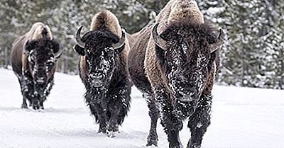 Was Ist Der Unterschied Zwischen Einem Buffalo Und Einem Bison?