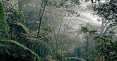 Quels Types De Forêts Tropicales Sont Là?
