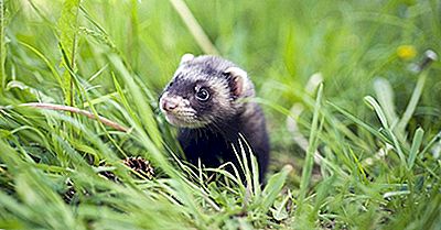 Waar Leven Fretten In Het Wild?