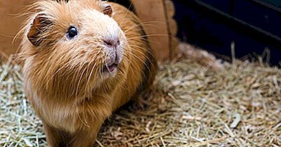 Wo Leben Meerschweinchen In Freier Wildbahn?