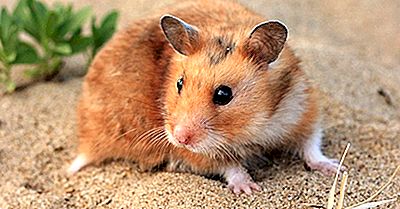 Waar Leven Hamsters In Het Wild?