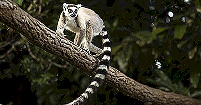 Waar Leven Lemuren?