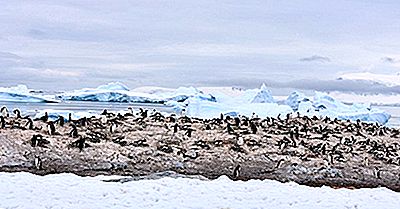 Waar Leven Pinguïns?