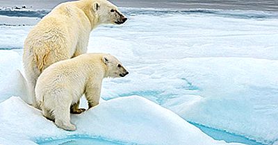 Où Les Ours Polaires Vivent-Ils?