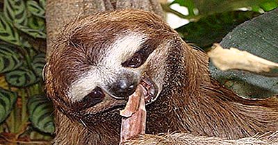 Hvor Lever Sloths Live?