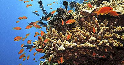 Dov'È La Grande Barriera Corallina?