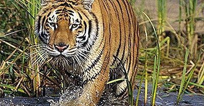 Waar Is Sundarbans Nationaal Park?