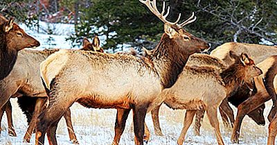 Welche Länder In Zentral- Und Nordamerika Haben Die Höchste Anzahl An Nationalparks?