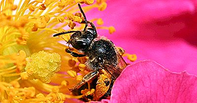 ¿Qué Cultivos Y Plantas Son Polinizados Por Honey Bees?