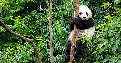 Quem É A Megafauna Carismática Do Mundo?