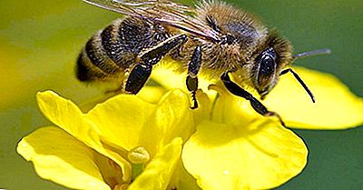 ¿Por Qué Las Abejas Desaparecen?