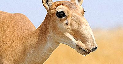 Pourquoi Les Antilopes Saiga Disparaissent-Elles?