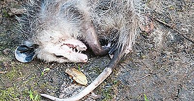Por Que Os Animais Brincam Mortos?