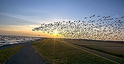 Varför Flyttar Fåglarna?