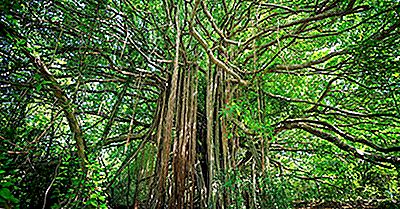 De Ce Este Numit Strangler Fig Tree?