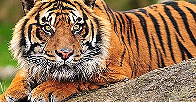 Hvorfor Er Sumatran Tiger På Randen Af ​​Udryddelse?