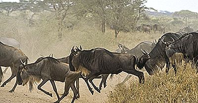 Hechos De Wildebeest: Animales De África