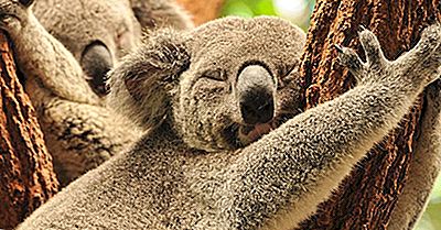 Les 10 Animaux Les Plus Endormis Du Monde