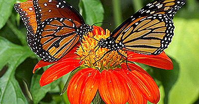 Las Mariposas Más Grandes Del Mundo