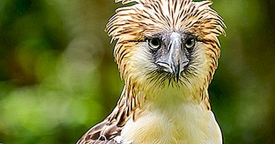 Les Plus Grands Aigles Du Monde