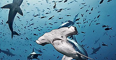 Los Tiburones Más Grandes Del Mundo