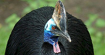 Världens Mest Farliga Fågel: The Cassowary