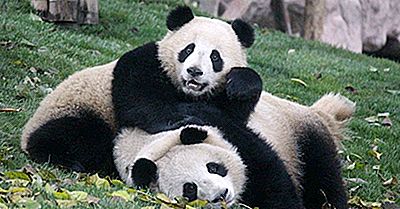 Os Pandas Gigantes Mais Vivos Do Mundo E Suas Histórias Exclusivas De Vida