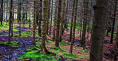 Verdens Mest Skogsrike Land