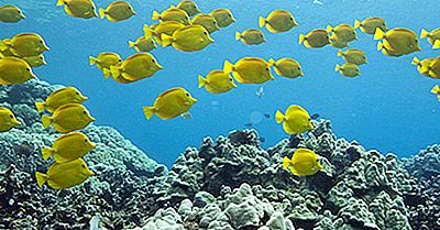 Gli Animali Più Incredibilmente Gialli Del Mondo