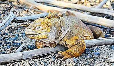 iguana semne de pierdere în greutate)