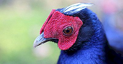 Las Aves Más Amenazadas Del Mundo