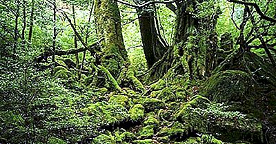 Isla Yakushima: Una Gema Biológica Del Mar De China Oriental