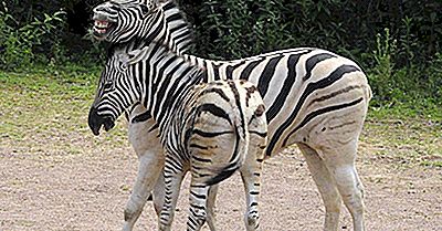 Zebra Facts: Les Animaux D'Afrique