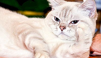 15 Seltene Katzenrassen Aus Der Ganzen Welt 2021