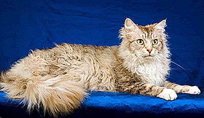 15 Seltene Katzenrassen Aus Der Ganzen Welt 2021
