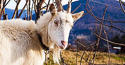 Animales Que Han Sido Domesticados Por Los Humanos