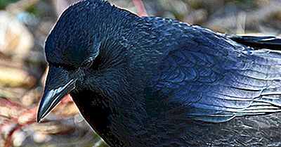 Faits Sur Le Corbeau: Animaux D'Europe