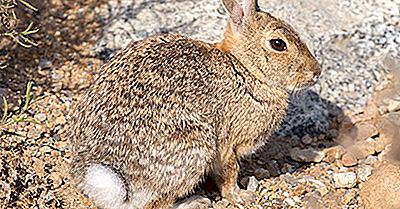 Datos Del Conejo Del Desierto: Animales De América Del Norte