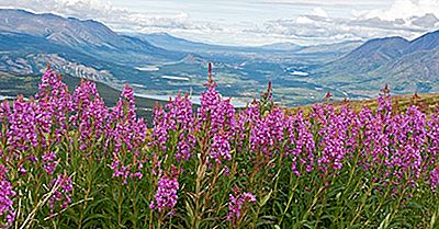 Blumen Der Kanadischen Provinzen Und Der Territorien