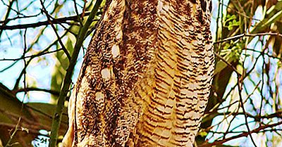 Great Horned Owl Fakta: Djur I Nordamerika
