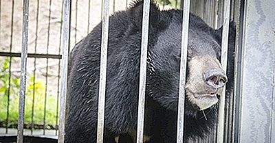 The Horrors Of The Bear Bile Trade