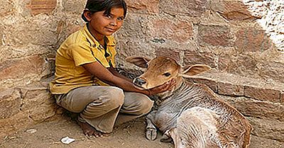 Predicando El Amor Por Todos Los Seres Vivos: Los Bishnois De La India