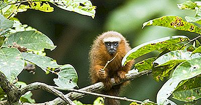 Titi Monkey Facts - Dyr I Sydamerika