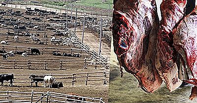 Wir Staaten, Die Die Meisten Tiere Für Fleisch Schlachten