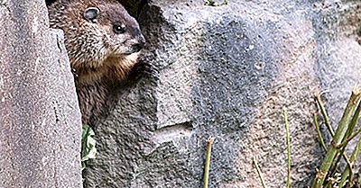 Vad Är Groundhog Day?