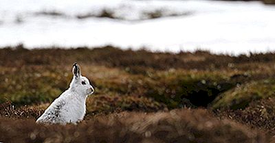 Quel Est L'Animal National D'Irlande?